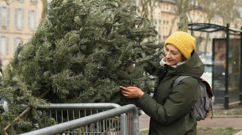 Croyances païennes Épiphanie Équilibre naturel LE RECYCLAGE. Sapin de Noël Traditions ancestrales