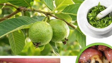 Feuilles de goyave Gencives saines Haleine fraîche Hygiène bucco-dentaire Remèdes naturels santé bucco-dentaire