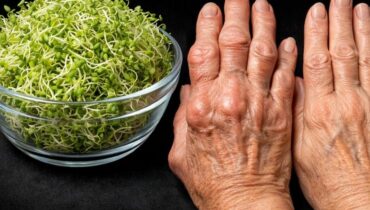 Alfalfa Bien-être urinaire Chlorophylle Diurétique naturel Plantes médicinales Santé Rénale