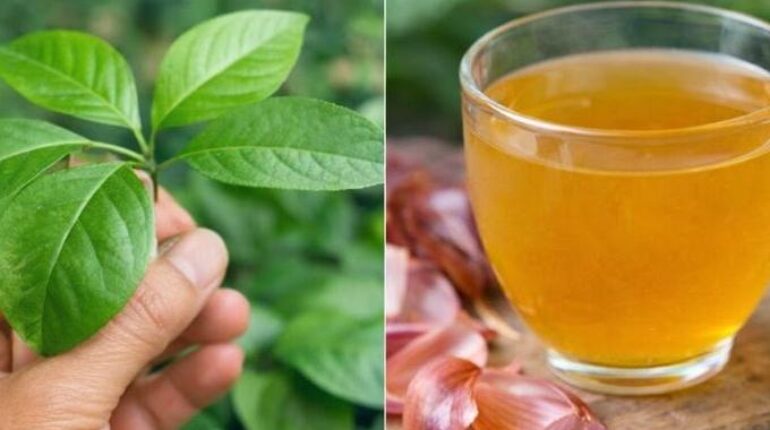 bien être Circulation Digestion Infusions Métabolisme nouvelle routine Tisane