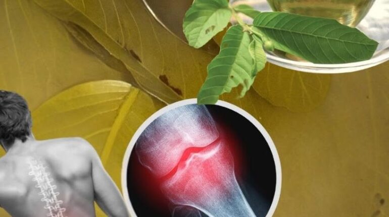 Bienfaits santé Digestion Équilibre métabolique Immunité Infusions Remède naturel Thé de goyave