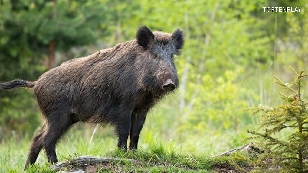 Image d'illustration © TopTenPlay