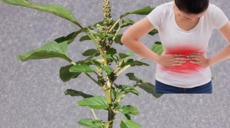 Amarante bienfaits Bienfaits santé Cuisiner Jus de fruits et légumes Reins Risques naturels