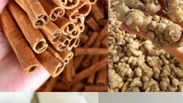 bien être Cancer du foie Circulation glycémie Graines d'avocat Infusions Remède naturel