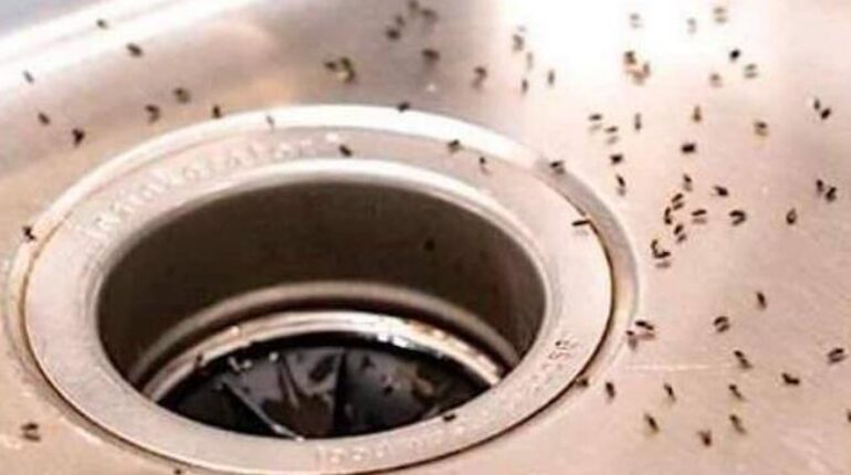 Astuce cuisine Astuces naturelles Élimination insectes mutants Moucherons Propreté