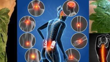 bien être Douleurs articulaires Plantes médicinales Soins capillaires Soins de la peau Soins naturels Traditions ancestrales