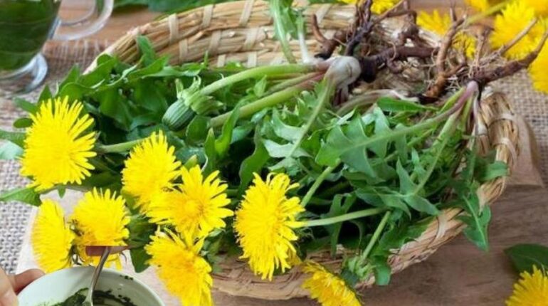 Alternatives foie gras bienfaits Digestion Immunité Pissenlit Plantes médicinales