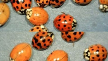 Coccinelles jaunes : pourquoi leur rareté révèle un mécanisme de survie insoupçonné Coccinelles jaunes : pourquoi leur rareté révèle un mécanisme de survie insoupçonné