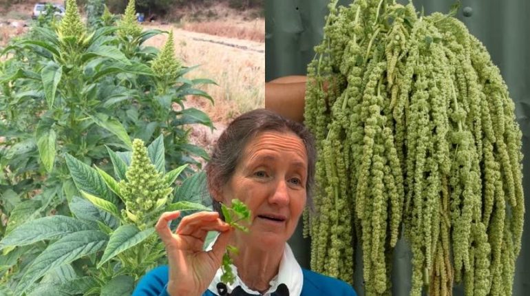 Amarante Astuces santé Athlètes Carences Nutritionnelles Superaliment Végétarisme 