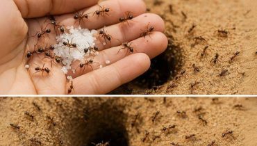 Acide borique Anti-fourmis Astuces jardin Fourmis Insecticides naturels Solutions écologiques