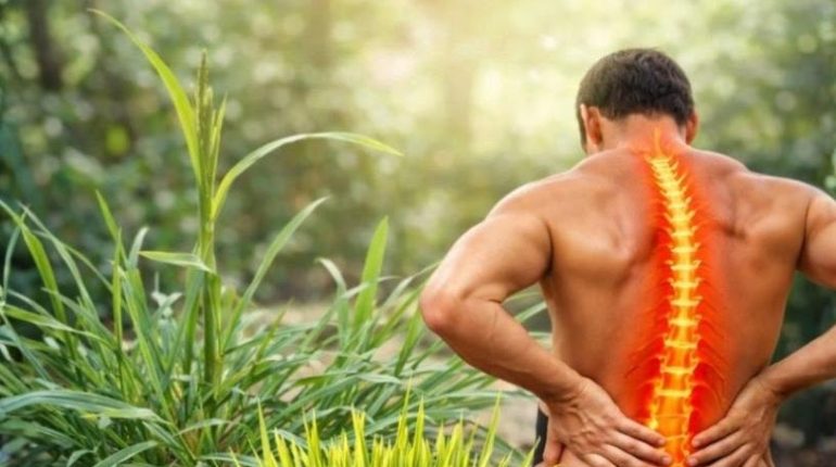 Alternatives foie gras Circulation sanguine Mauvaise herbe Plantes médicinales Reins Santé naturelle 