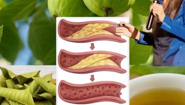 Bienfaits des plantes diabète Feuilles de goyave glycémie insuline Santé naturelle 