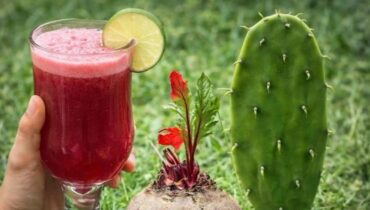 bien être Bienfaits santé boisson Nopal Nutrition des plantes Recette beauté Vitalité