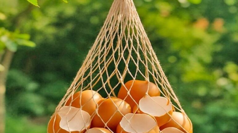 Coquilles d’œufs au jardin : comment ce déchet de cuisine enrichit le sol et repousse limaces et escargots Amendement du sol Anti-limaces Compost Jardinage LE RECYCLAGE. Nutrition des plantes Protection des plantes