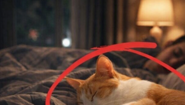 ’il est un chat Bien-être Animal Hygiène alimentaire Maladies infectieuses Parasites Santé Animale