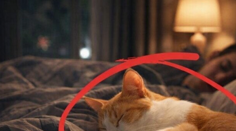 ’il est un chat Bien-être Animal Hygiène alimentaire Maladies infectieuses Parasites Santé Animale