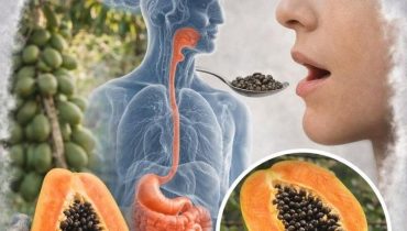 alimentation bienfaits Digestion Enzymes digestives Graines de papaye Santé naturelle 