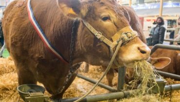 Salon de l&rsquo;Agriculture 2026 : aucun bovin présent pour la première fois à cause de l&rsquo;épidémie de dermatose bovine