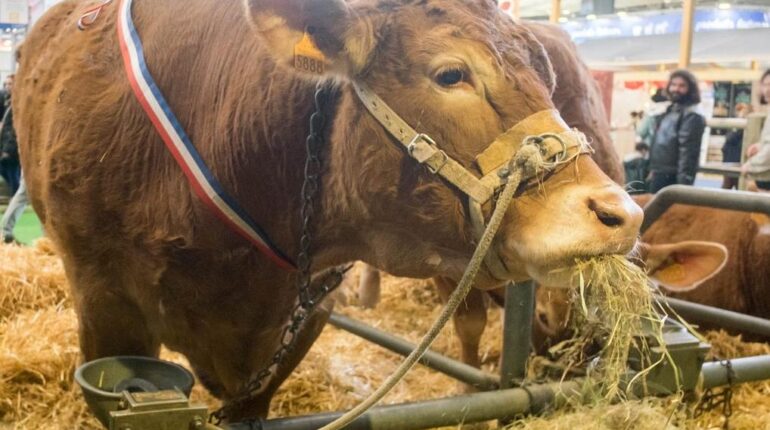 agriculture Aveyron Animaux d'élevage Bovins Dermatose bovine épidémie Salon de l'agriculture