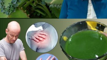 Bienfaits santé Digestion eviter le stress Immunité inflammation Kalanchoe Plantes médicinales Santé naturelle 