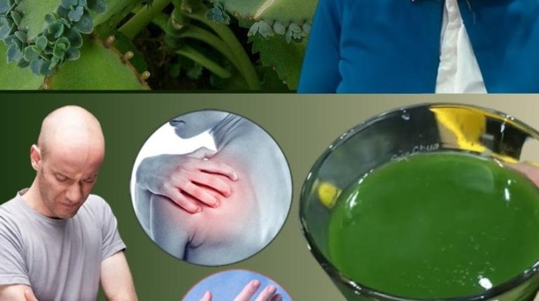 Bienfaits santé Digestion eviter le stress Immunité inflammation Kalanchoe Plantes médicinales Santé naturelle 