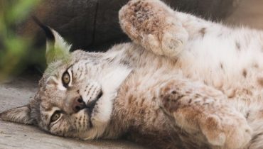 africain Animaux sauvages Braconnage Espèce protégée faune sauvage Lynx 