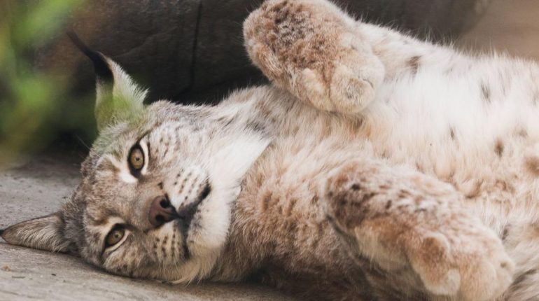 africain Animaux sauvages Braconnage Espèce protégée faune sauvage Lynx 