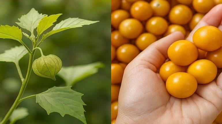 Astuces santé bien être Immunité inflammation Physalis Plantes médicinales Remèdes naturels 
