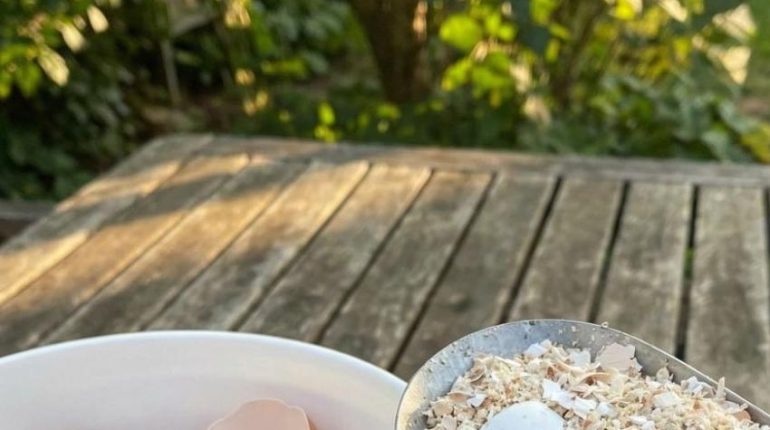 Astuces écologiques Astuces jardinage Bienfaits des plantes Compost Entretien ménager Fertilisation 