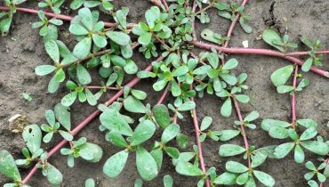 Astuces jardinage Culture potagère Désherbage naturel Plantes couvre-sol Pourpier Réduction arrosage 