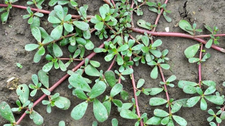 Astuces jardinage Culture potagère Désherbage naturel Plantes couvre-sol Pourpier Réduction arrosage 