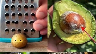 Alimentation saine Cuisine durable Noyau d'avocat Poudre nutritive Recettes avocat