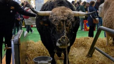 Dermatose nodulaire contagieuse Élevages français Maladie bovine Race Aubrac Salon de l'agriculture Santé Animale