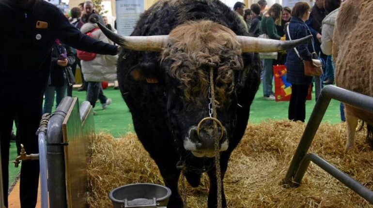 Dermatose nodulaire contagieuse Élevages français Maladie bovine Race Aubrac Salon de l'agriculture Santé Animale