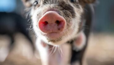 Greffe d'organes Innovations médicales Médecine régénérative Pénurie de greffons Porcs génétiquement modifiés Xenogreffe