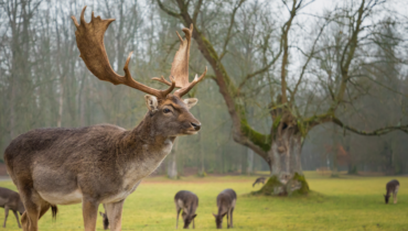 Abandon Animaux Accident de chasse Actualités insolites Ardèche Code de la sécurité sociale faits divers