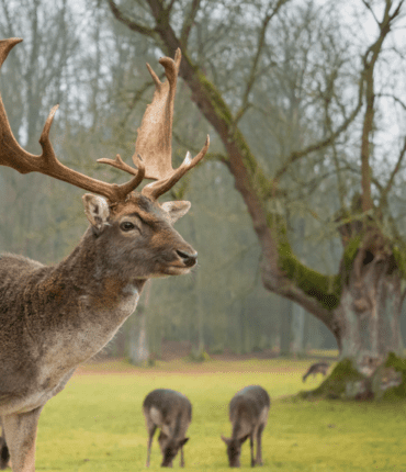 Ardèche : un chasseur en battue victime d&rsquo;une crevaison causée par un bois de chevreuil encastré dans sa roue