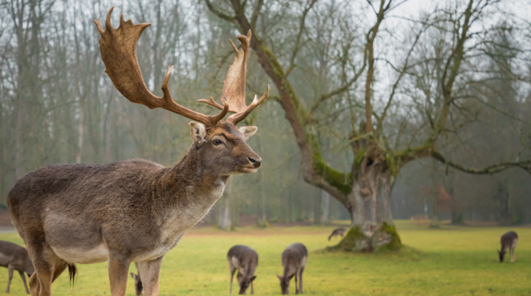 Ardèche : un chasseur en battue victime d’une crevaison causée par un bois de chevreuil encastré dans sa roue Abandon Animaux Accident de chasse Actualités insolites Ardèche Code de la sécurité sociale faits divers