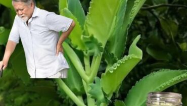 bien être confort articulaire confort respiratoire Kalanchoe pinnata Plantes médicinales Remèdes naturels soins maison