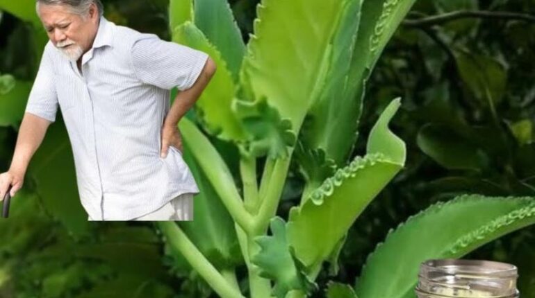 bien être confort articulaire confort respiratoire Kalanchoe pinnata Plantes médicinales Remèdes naturels soins maison
