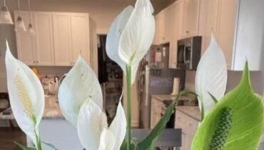 Conseils jardinage Entretien plantes Fleurs de pomelo Lis de paix Plantes d'intérieur