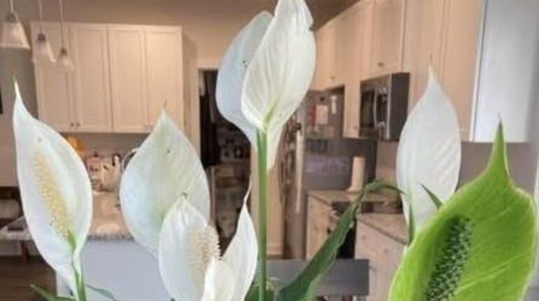 Conseils jardinage Entretien plantes Fleurs de pomelo Lis de paix Plantes d'intérieur