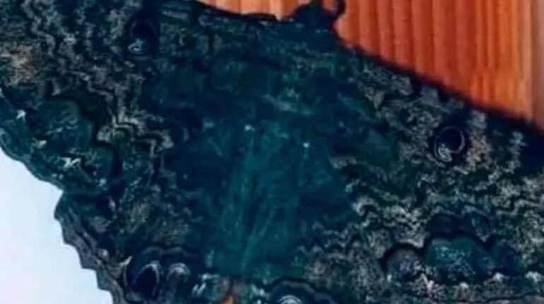 changement Croissance personnelle intuition Papillons spiritualité. Symbolisme transformation