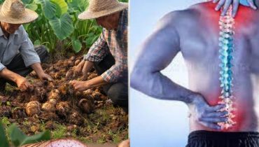 Agriculture durable Alimentation saine Carences Nutritionnelles Cultures Anciennes Santé cardiaque Taro 