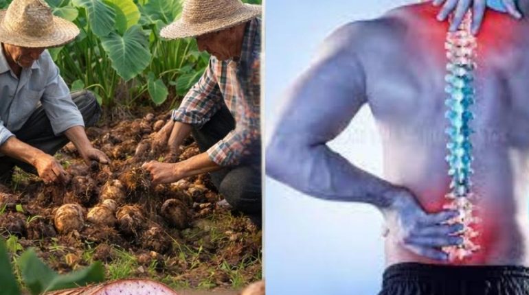 Agriculture durable Alimentation saine Carences Nutritionnelles Cultures Anciennes Santé cardiaque Taro 