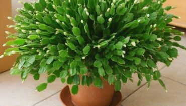 Astuces jardinage Cactus de Noël Entretien plantes Floraison hivernale Plantes d'intérieur