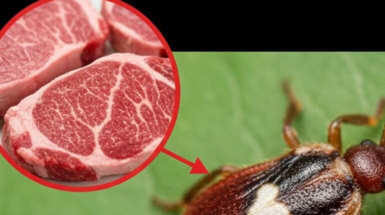 Accidents domestiques allergie Astuces santé maladies prévention Syndrome Alpha-Gal viande rouge