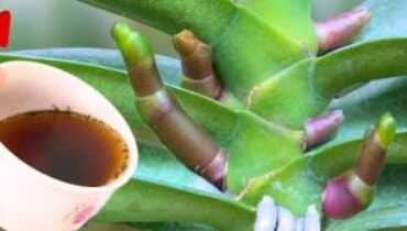 citron Entretien des plantes Floraison Jardinage Orchidées Plantes d'intérieur