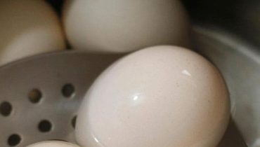 alimentation Astuces santé Carences Nutritionnelles Œufs mimosa Protéines végétales 