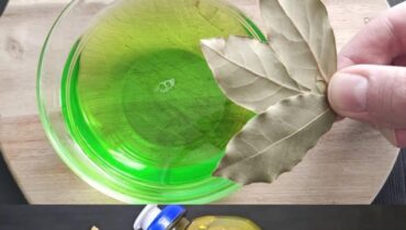 Astuces ménagères Dégraissant feuilles de laurier Maison saine Nettoyage naturel Odeurs Répulsif insectes